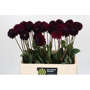 Dahlia Black Lars