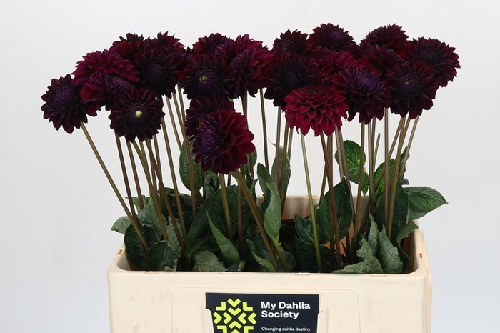 <h4>Dahlia Black Lars</h4>