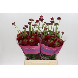 Ranunculus Romance Odon