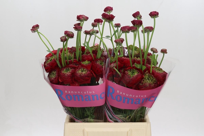 <h4>Ranunculus Romance Odon</h4>