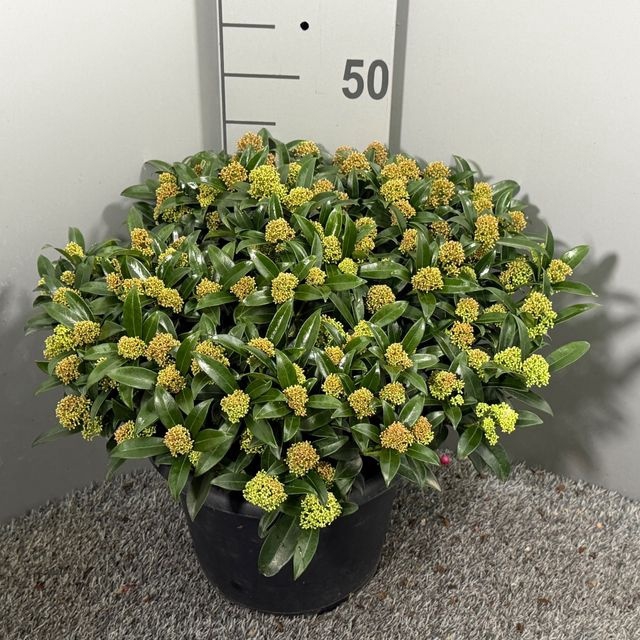 <h4>SKIMMIA JA GODRIE DWARF P31 50+</h4>