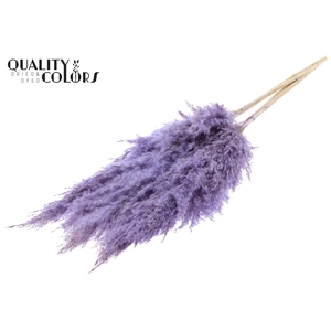 Pampas Grass 100cm 5st/bunch Bleached Frosted Milka