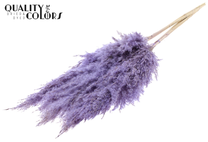 <h4>Pampas Grass 100cm 5st/bunch Bleached Frosted Milka</h4>