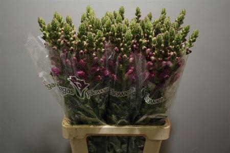 <h4>Antir Poto Crimson</h4>