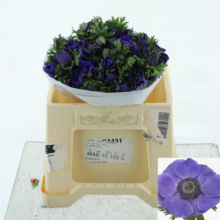 <h4>ANEM CO MIS + D BLUE</h4>