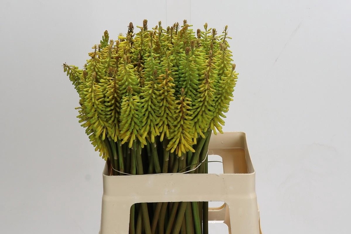 <h4>Kniphofia Sunningdale Yellow</h4>