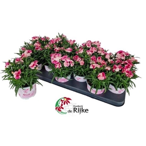 DIAN SPRINT PINK PRO
