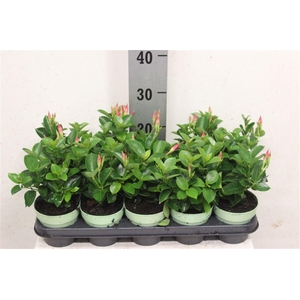Mandevilla Sundaville Red