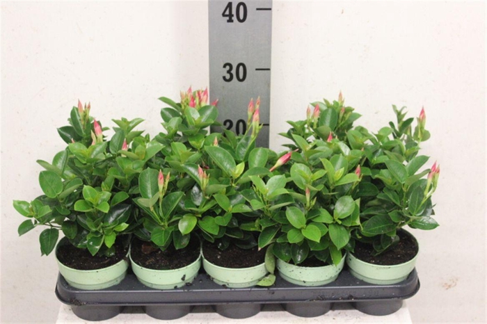 <h4>Mandevilla Sundaville Red</h4>