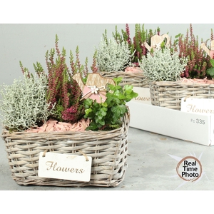 ARR TUINPLANTEN