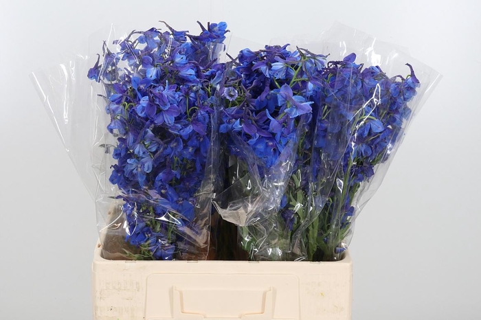 <h4>Delph En Donna</h4>