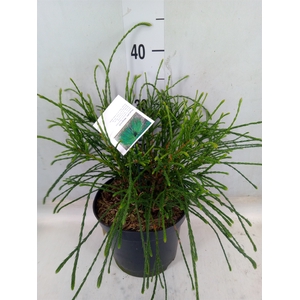 Thuja plicata 'Whipecord'