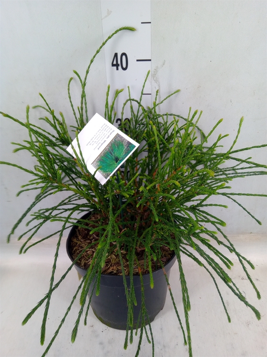 <h4>Thuja plicata 'Whipecord'</h4>