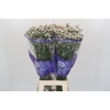 Limonium sinensis White Diamond