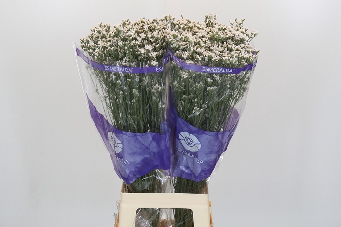 <h4>Limonium sinensis White Diamond</h4>