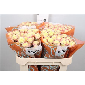 Rosa TR 'Candelicious' BRAAM