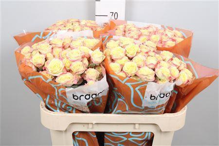 <h4>Rosa TR 'Candelicious' BRAAM</h4>