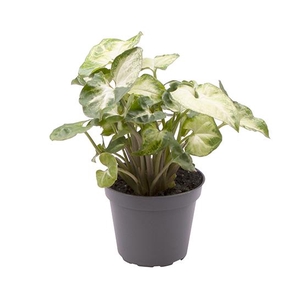 Syngonium Pixie 6Ø 10cm