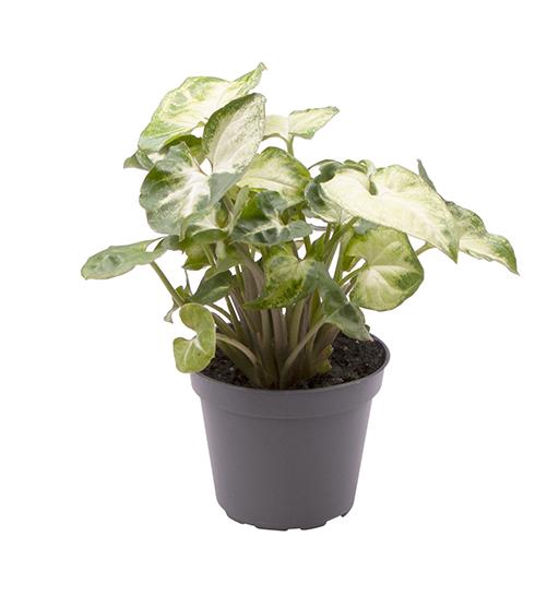 Syngonium Pixie 6Ø 10cm