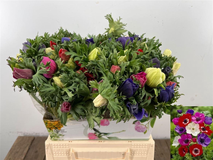 <h4>Anem Co Mar Gem</h4>