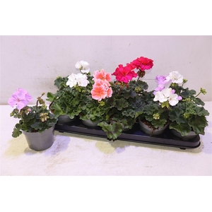 arr8 Geranium Overig