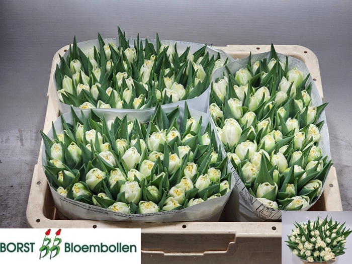 <h4>TU DU ICEBERG</h4>