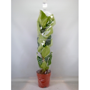 Ficus altissima