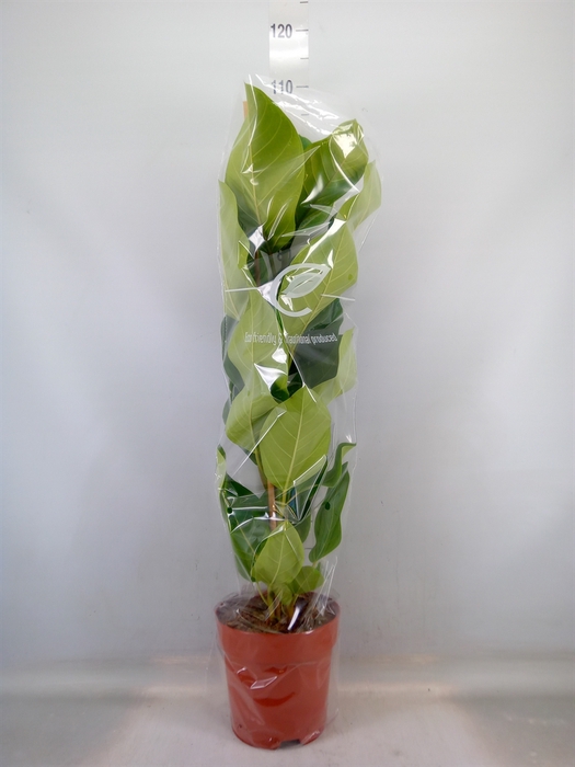 <h4>Ficus altissima</h4>