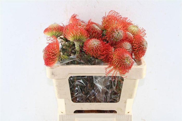 <h4>LEUCO CO SUCCESSION</h4>