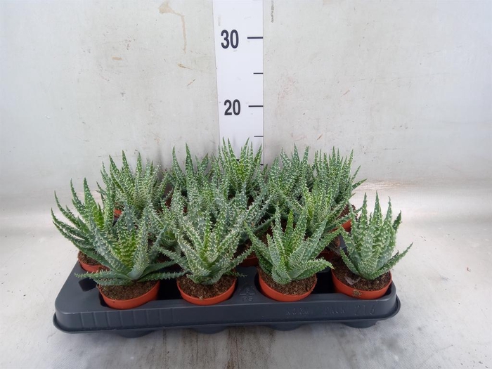 <h4>Aloe humilis</h4>