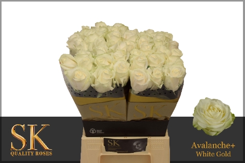 Rosa large avalanche+ Koene White Gold