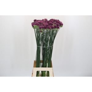 Allium Sphaerocephalon