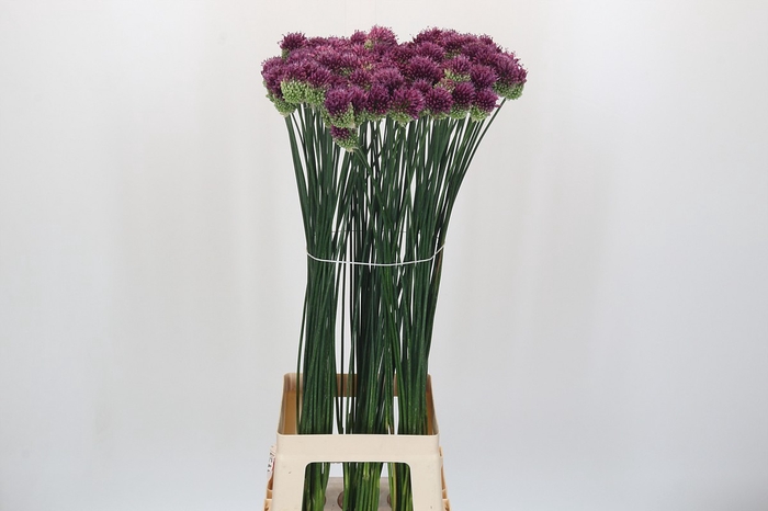 <h4>Allium Sphaerocephalon</h4>