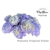 PAEONIA TROPICAL VIOLET