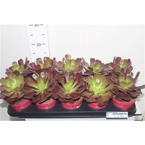 Aeonium Ab Velours