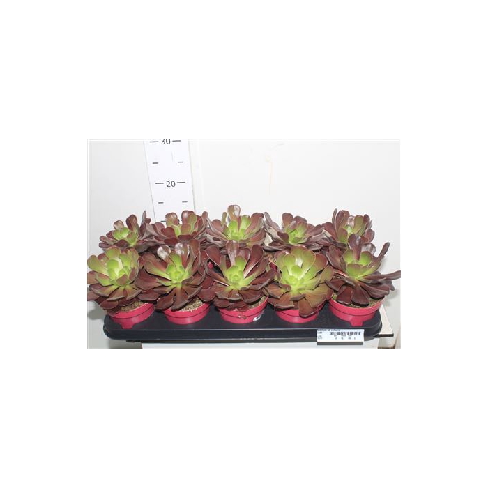 <h4>Aeonium Ab Velours</h4>