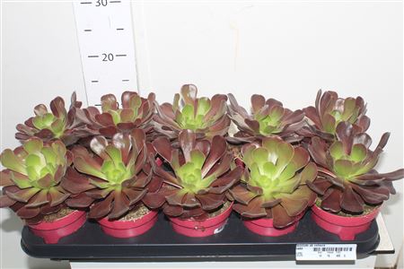 Aeonium Ab Velours