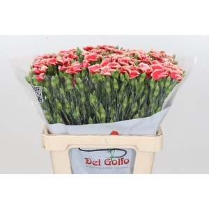 Dianthus Sp 