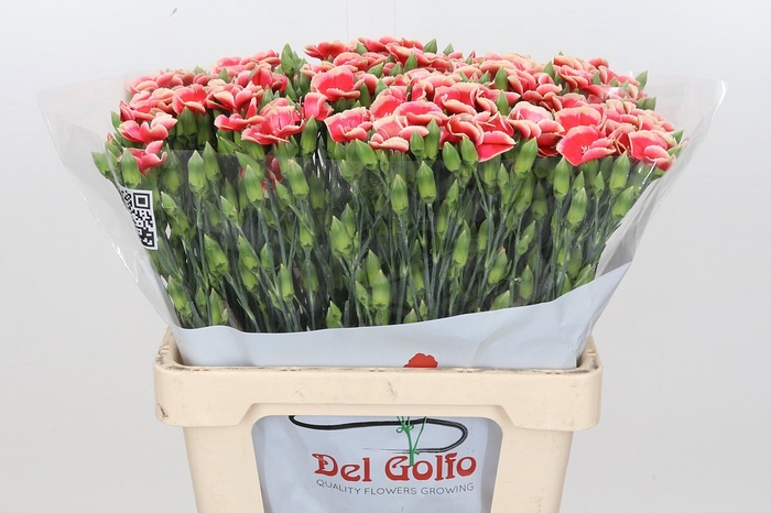 Dianthus Sp 