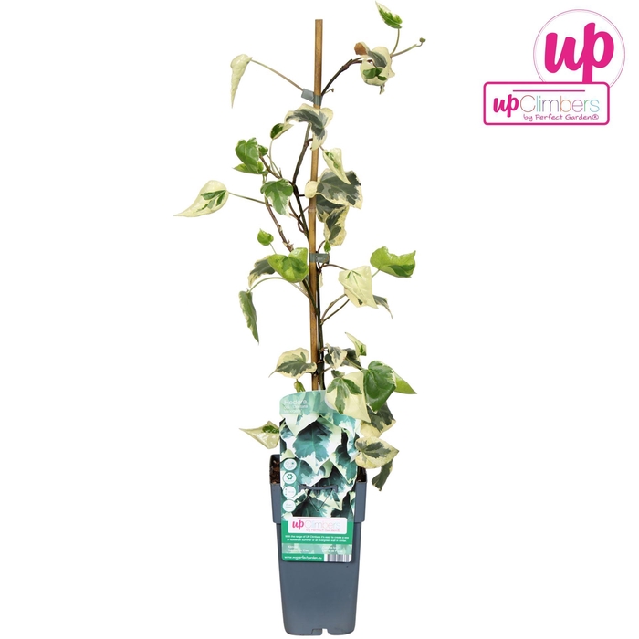<h4>Hedera colchica Dentata Variegata</h4>