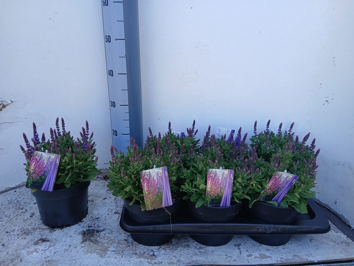 <h4>SALVIA NE SE DP BLUE</h4>