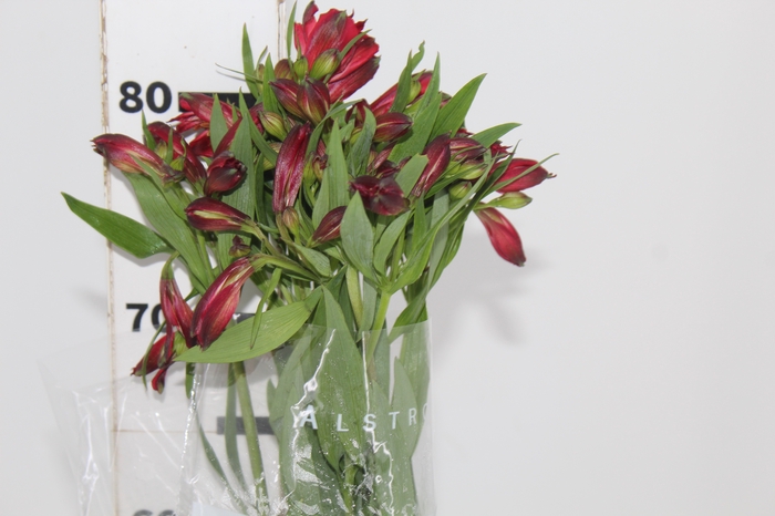 <h4>ALSTROEMERIA MARIAN 080 CM VERMELHO</h4>