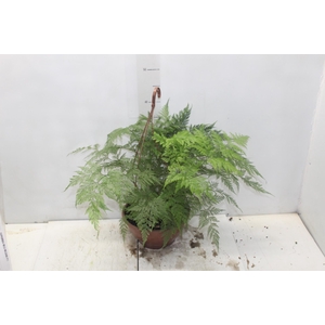 RENDA PORTUGUESA C21