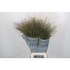 Panicum Virgatum Warrior