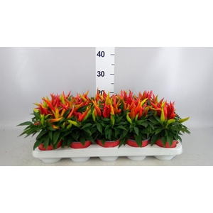 Capsicum annuum 'Joker'