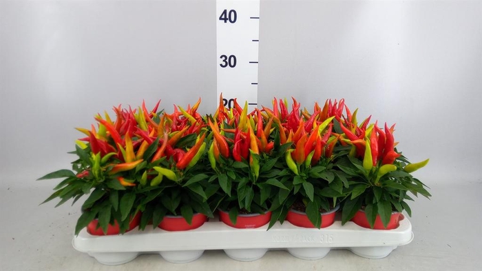 <h4>Capsicum annuum 'Joker'</h4>