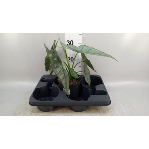 Alocasia   ...