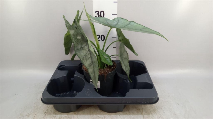 <h4>Alocasia   ...</h4>