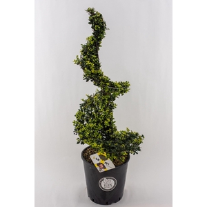 Ilex crenata Dark Green