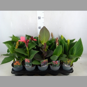 Canna  'Cannova'   ...mix